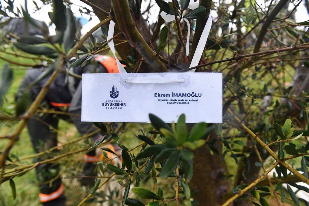 İstanbul'a 1111 'nefes' takviyesi yapıldı! Fıstık çamları ve zeytinler buluştu 15